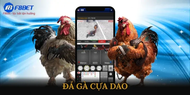 Đá gà cựa dao